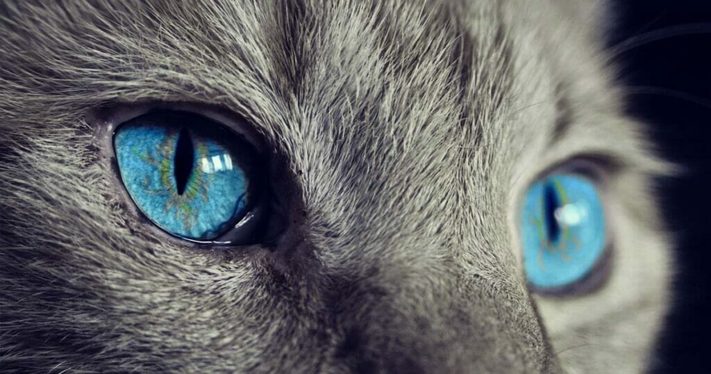 Eine Nahaufnahme einer Katze mit blauen Augen auf einer Website.